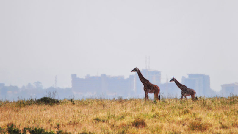 Training location: East Africa