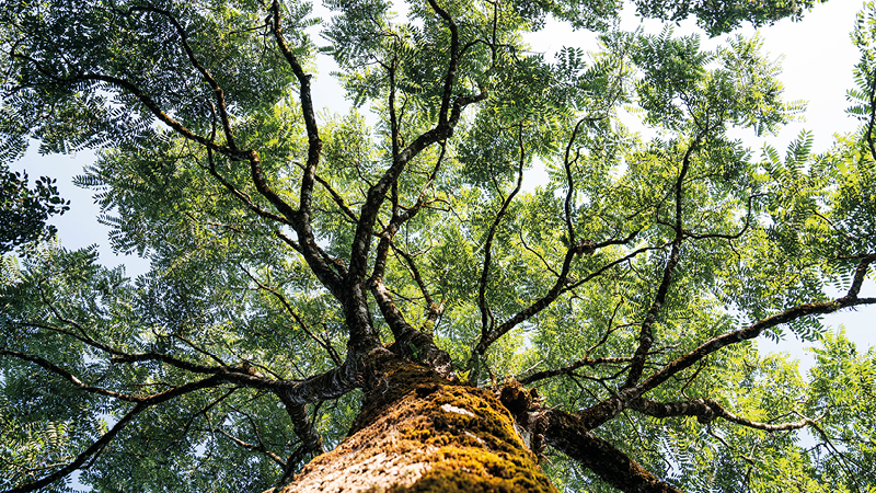 Meio ambiente e Mudanças Climáticas 